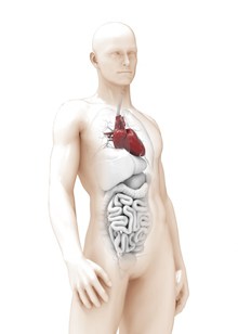 医学人体解剖结构高清图片