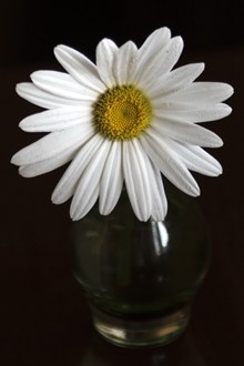 水培白色菊花高清图片