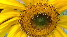 微距黄色向日葵花朵图片