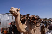 关于骆驼的精美图片