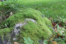 绿色苔藓植物摄影图图片