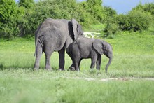 草原大象小象精美图片