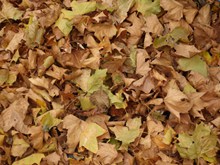 秋季干枯树叶图片大全