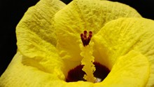 黄色花朵花蕊特写高清图