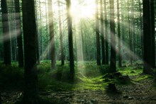 阳光照射的树林高清图
