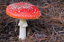 红色伞状毒蘑菇图片下载