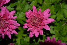 大朵菊花素材高清图片