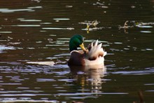 池塘绿头鸭戏水高清图片