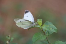 漂亮白蝴蝶高清图片