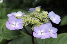 淡紫色绣球花花朵精美图片