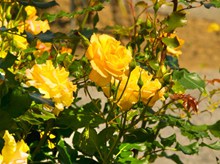 漂亮黄玫瑰图片下载