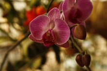 紫色蝴蝶兰花朵图片大全