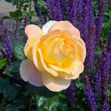 花园浪漫玫瑰花图片素材