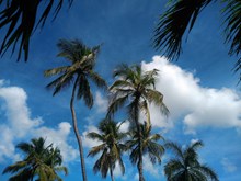 蓝天下椰子树图片下载