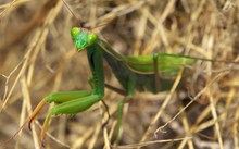 绿色螳螂摄影图片下载