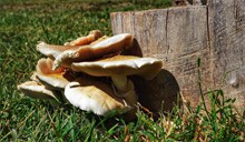 野生木材蘑菇图片素材