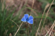 漂亮蓝色蝴蝶精美图片
