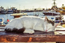 一只睡着的萌猫咪图片下载