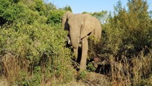 丛林野生大象摄影图片下载