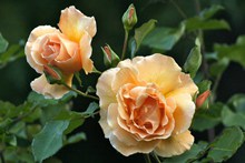 黄玫瑰素材高清图