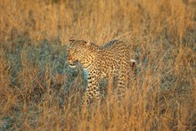 非洲野生花豹精美图片