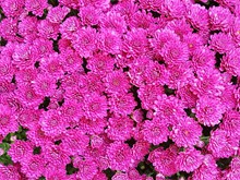 粉色花朵壁纸图片