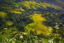亚洲水稻梯田景观精美图片
