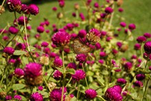 夏天紫色花朵摄影图片素材