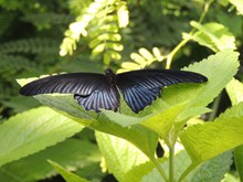 美丽黑色蝴蝶高清图片