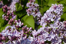 春天漂亮紫丁香精美图片