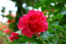 浪漫红玫瑰精美图片