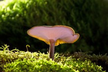 小蘑菇唯美图片素材