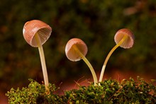 小蘑菇高清摄影图片素材