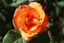 橙色玫瑰花近景精美图片