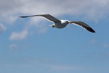 展翅高飞的海鸥图片素材