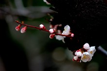 春天梅花枝花朵精美图片