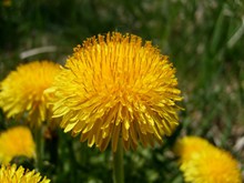 大朵黄菊花精美图片