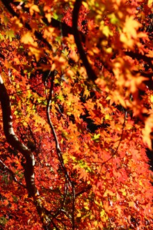 秋季红树叶高清图