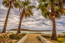 塞浦路斯海滩棕榈树图片下载