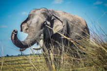 泰国野生大象高清图片