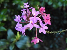 野生紫色小花朵精美图片