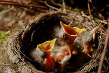 鸟巢中的幼鸟精美图片