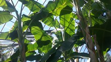 海南芭蕉树摄影图片素材