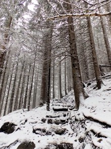 冬天树林树木摄影图高清图片