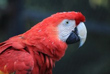红色金刚鹦鹉高清图片