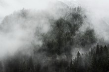 浓雾森林黑白高清图