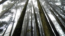 山野树林树木精美图片