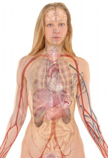 内脏结构解剖图图片下载