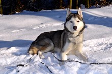 西伯利亚雪橇犬图片素材