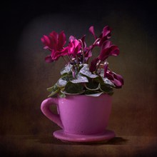 紫罗兰唯美盆栽花朵高清图